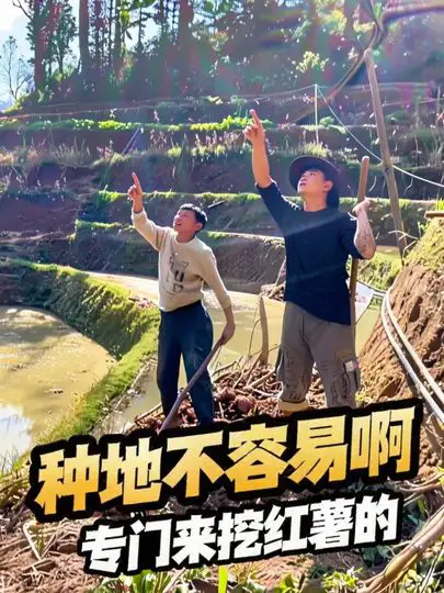 不是来挖地的，是专门来挖红薯的