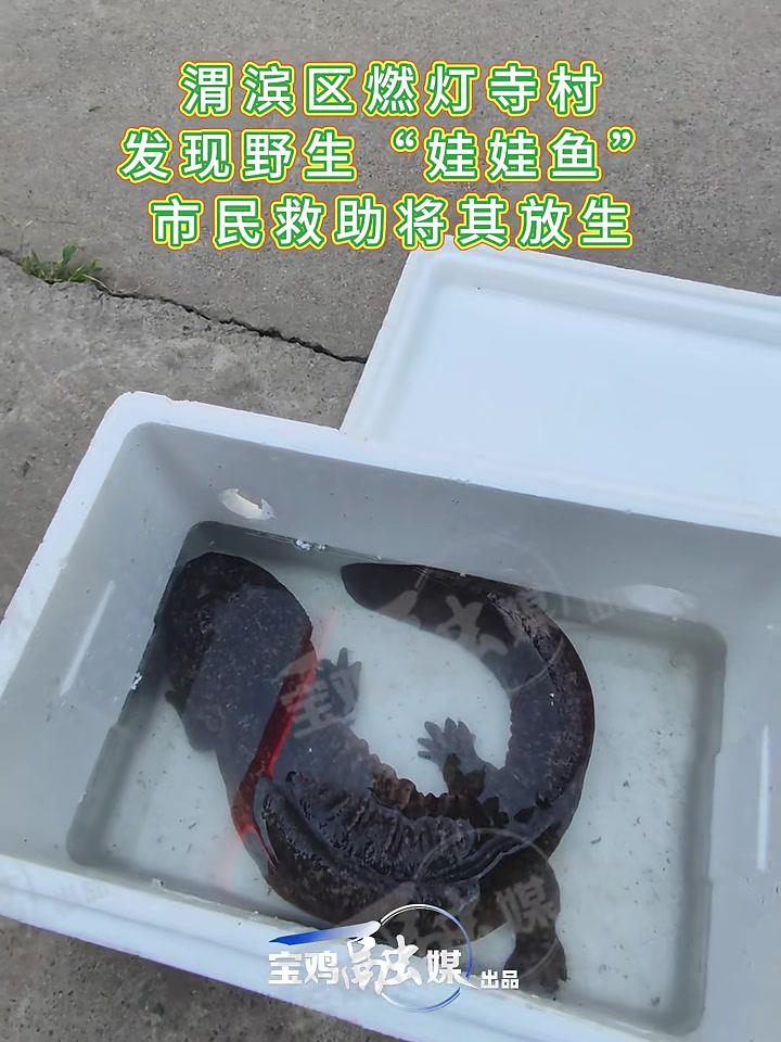 渭滨区燃灯寺村发现野生“娃娃鱼”市民救助将其放生