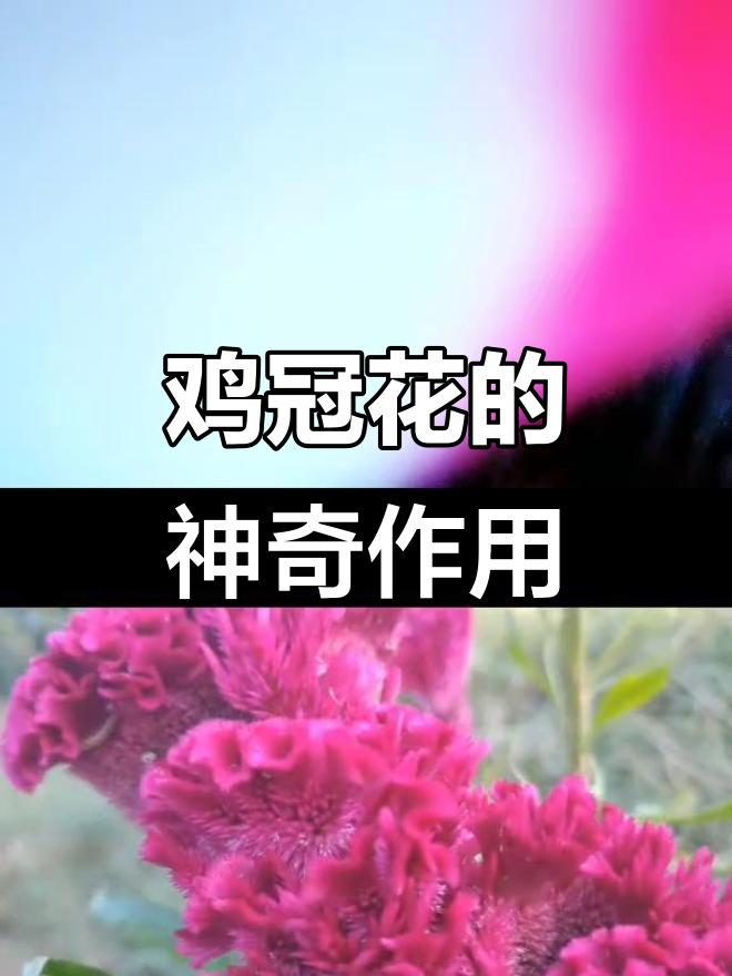 鸡冠花治愈调皮孩子的流鼻血,竟成干儿子故事