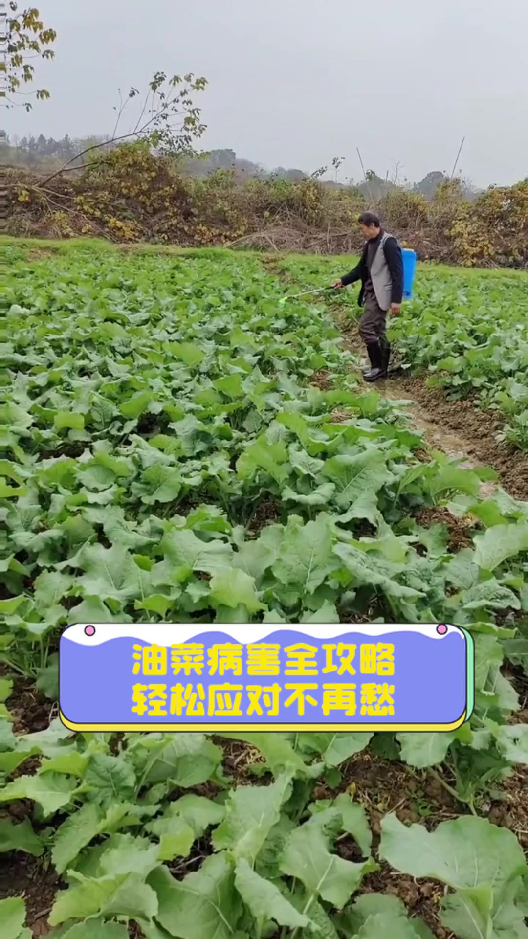 油菜病害全攻略,轻松应对不再愁