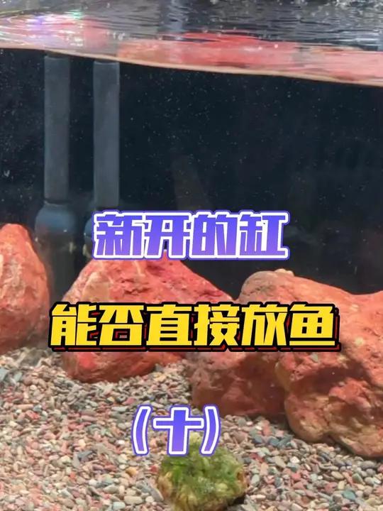 养鱼心法「第十节」新开的缸能否直接放鱼?你是直接放还是过滤打开循环三天?新手养鱼 开缸放鱼