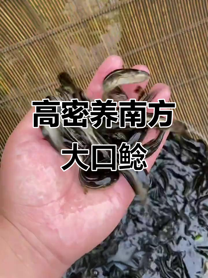 南方大口鲶鱼:高密度养殖,一年长十几斤