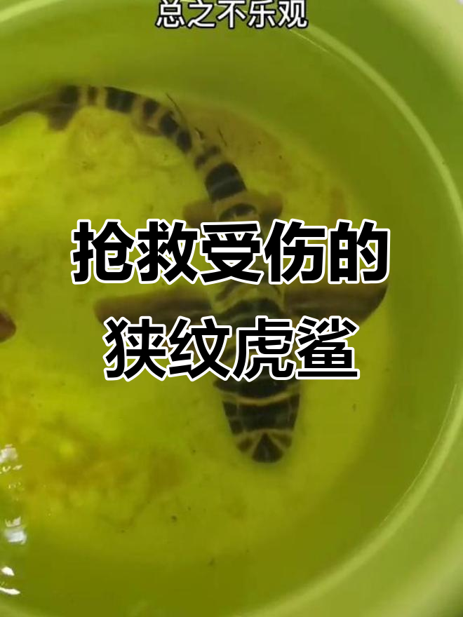 狭纹虎鲨宝宝伤重,能否救活成难题