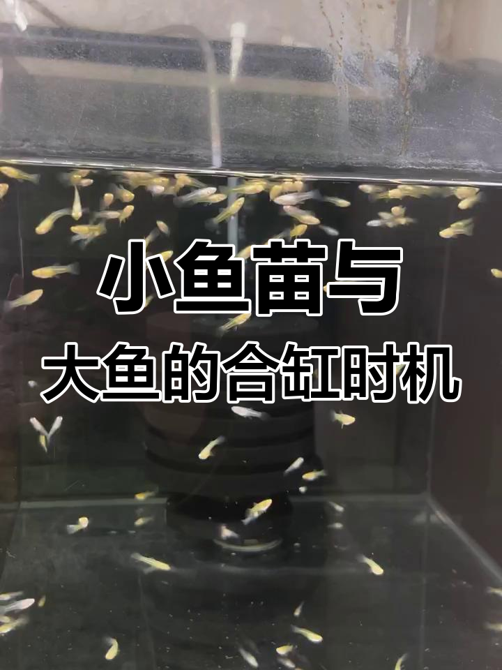 小鱼苗长到多大才能和大鱼一起养?避免交叉感染有技巧