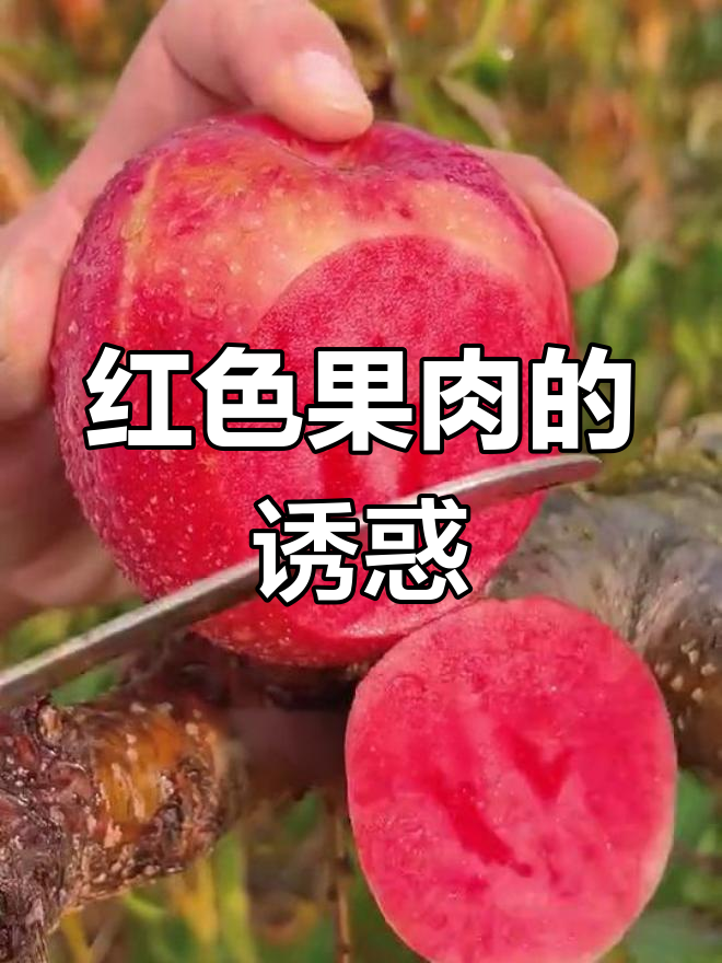 新疆红肉苹果,雪水滋润脆甜可口
