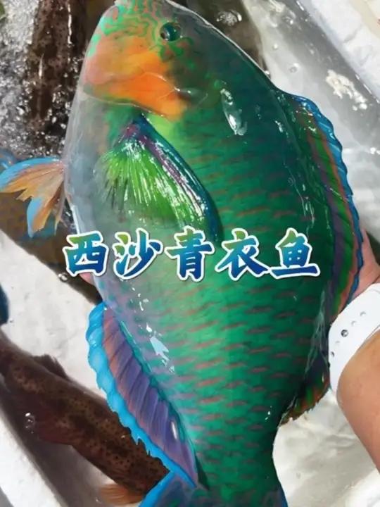 西沙群岛青衣鱼 漂亮又好吃的青衣,必须要打卡一下啦