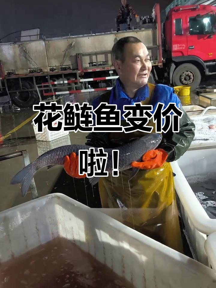 安徽芜湖水产市场夜市花鲢鱼价格大揭秘,品质不同价格差异明显
