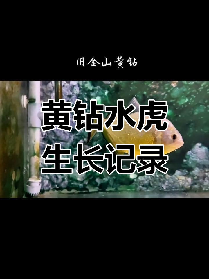 黄钻水虎6个月快速成长,从6cm到15.5cm