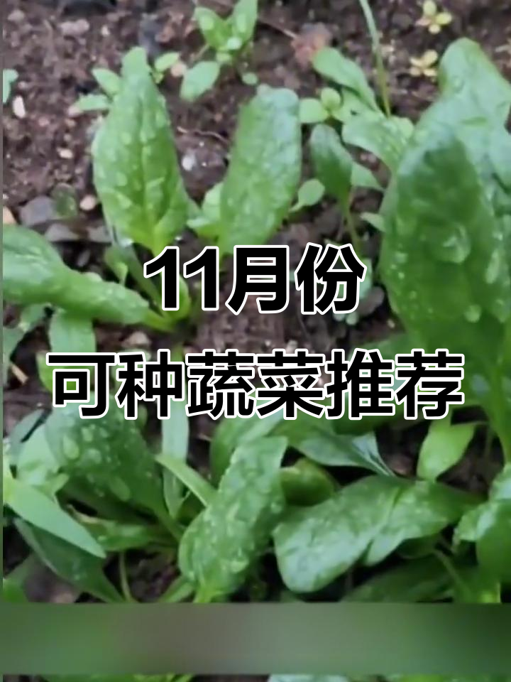 南方11月适合种的蔬菜，耐寒品种优先选择