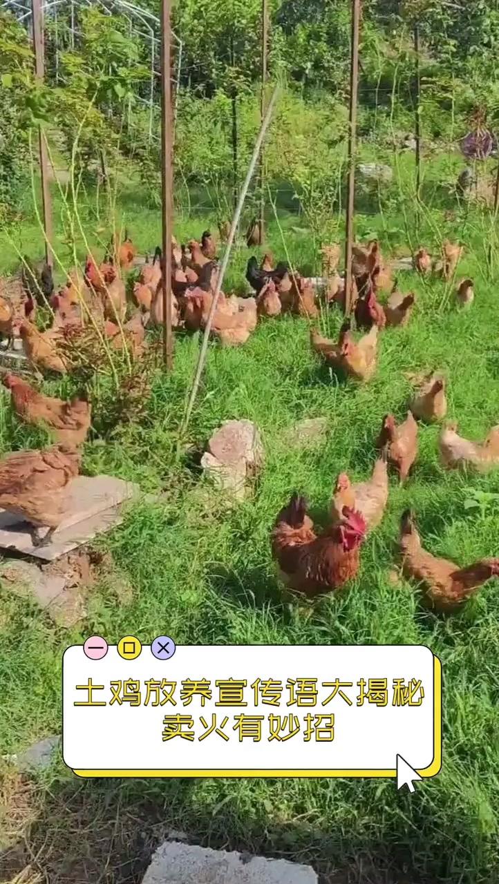 土鸡放养宣传语大揭秘,卖火有妙招