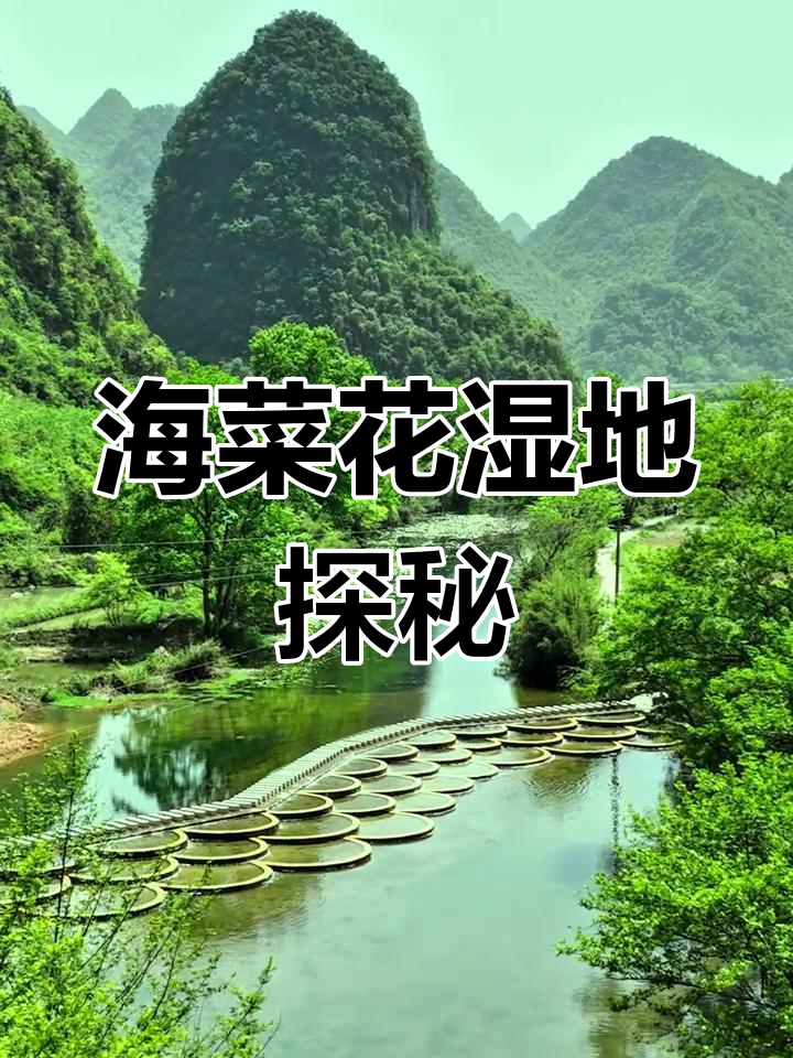 广西永福百寿镇海菜花湿地,浪漫之旅等你来体验