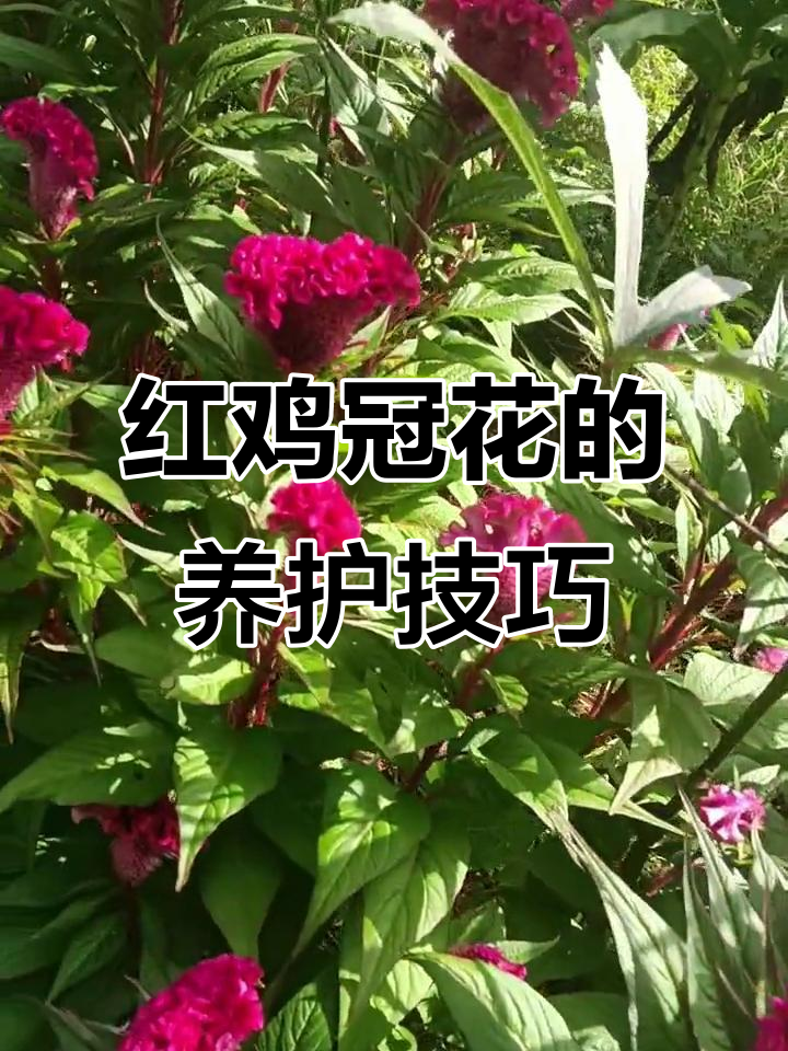 红鸡冠花美丽移栽,带你了解如何养护