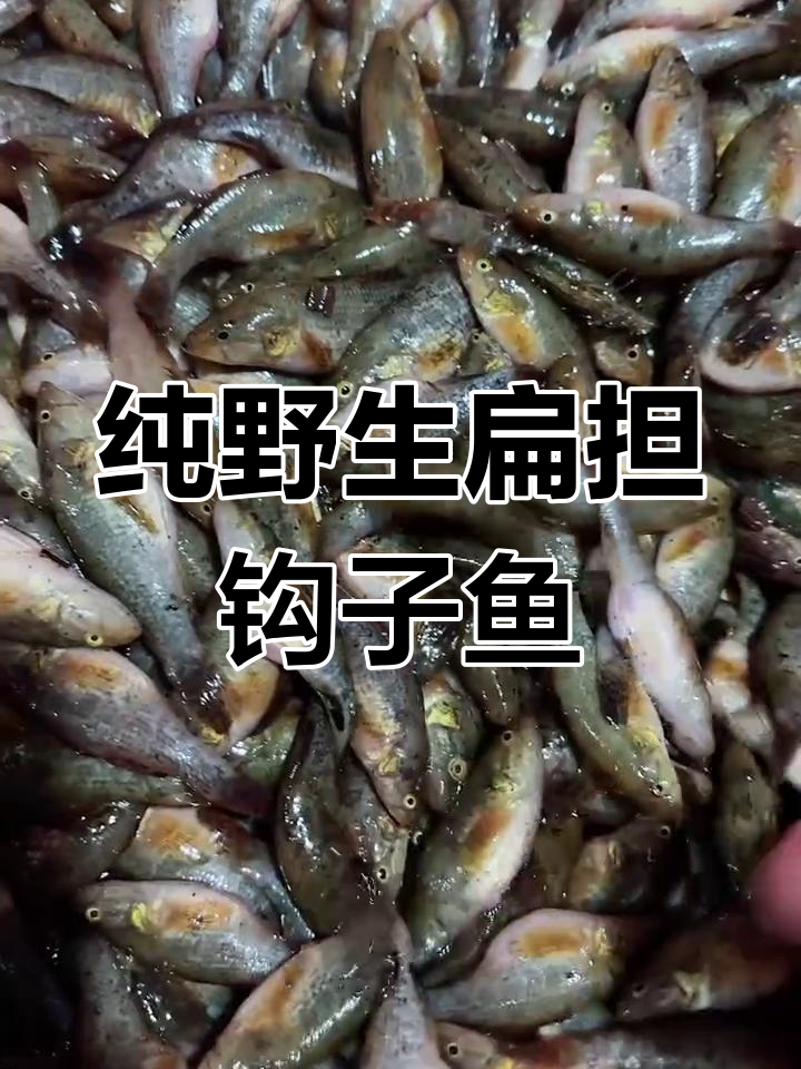 扁担钩子鱼大揭秘,这种野生美味你认识吗?