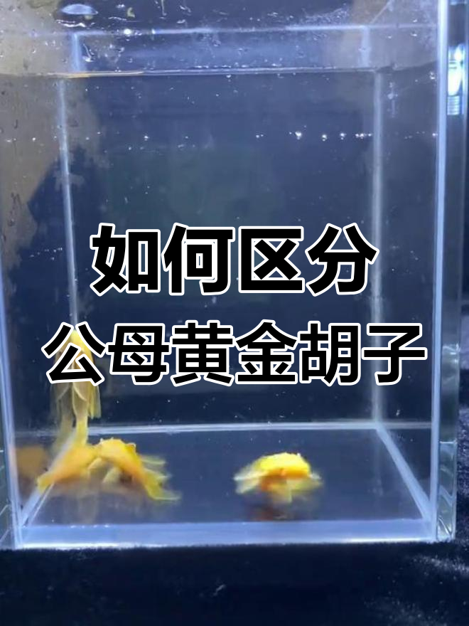 黄金大胡子和母鱼的区别与繁殖技巧