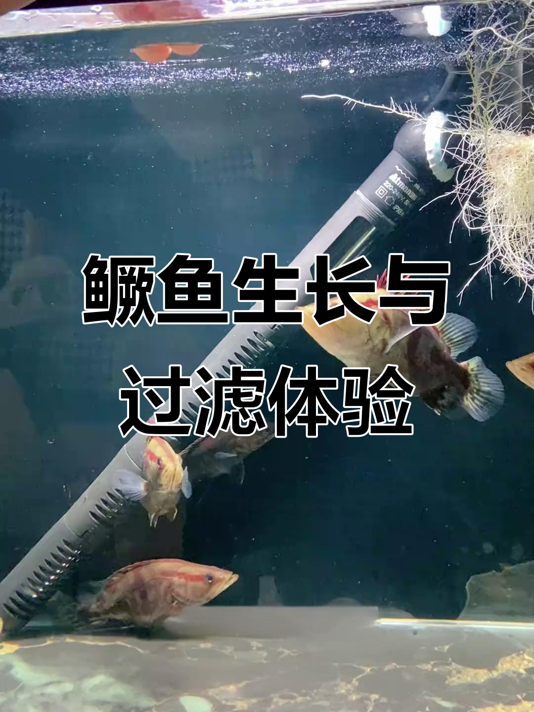 9公分鳜鱼一个月能长多大?过滤系统使用心得分享