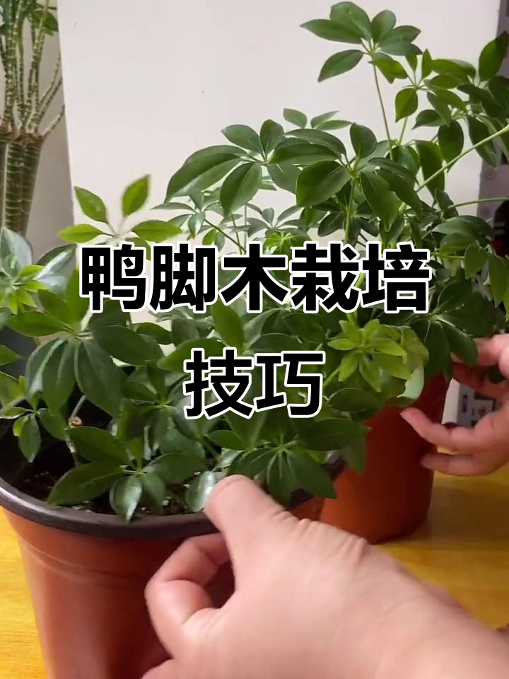 鸭脚木水培或土栽都能活,两种方法教程全分享