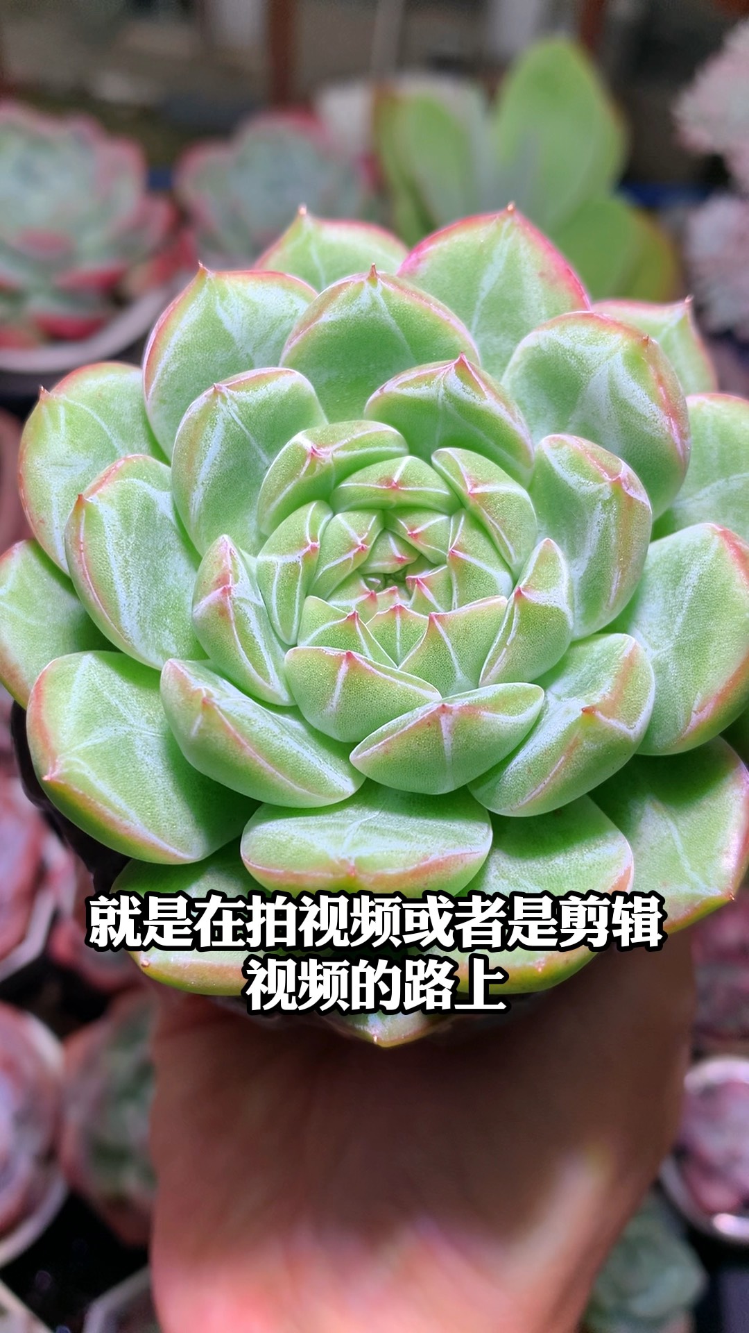 今年是我养多肉的第11年,拍视频的第五年