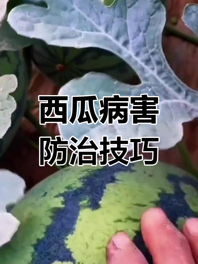 西瓜常见病害防治全攻略,轻松应对各种问题