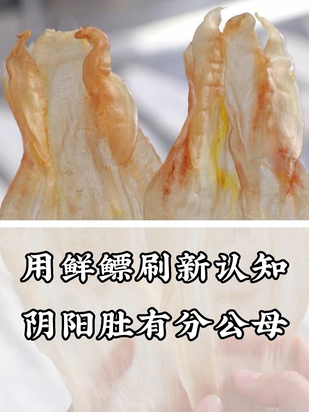 北海阴阳胶,其实有分公母