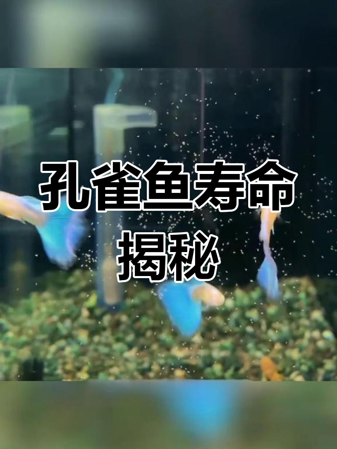 孔雀鱼的寿命与美丽,如何珍惜与它们共度的每一天