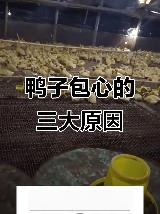 鸭子包心不包肝?三种原因解析与应对方法