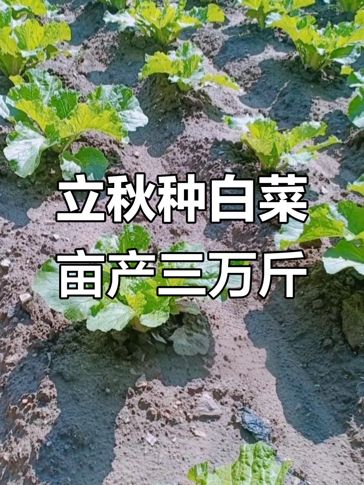 北方大白菜高产秘诀,立秋前后种植最合适