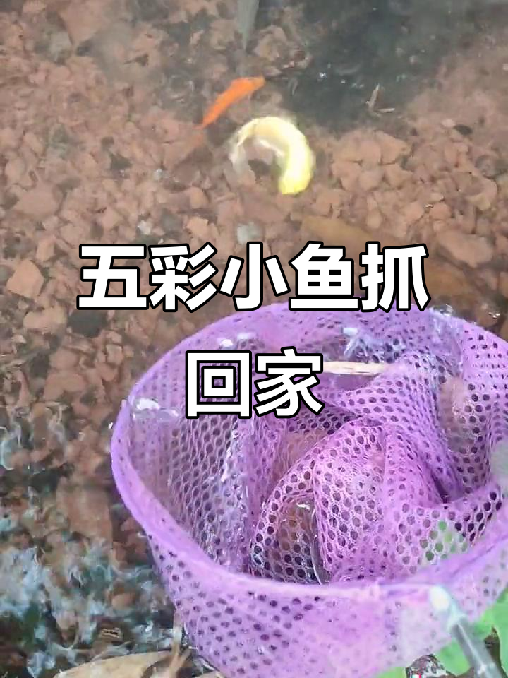 四川老家发现五颜六色的鱼,是野生还是被丢弃?