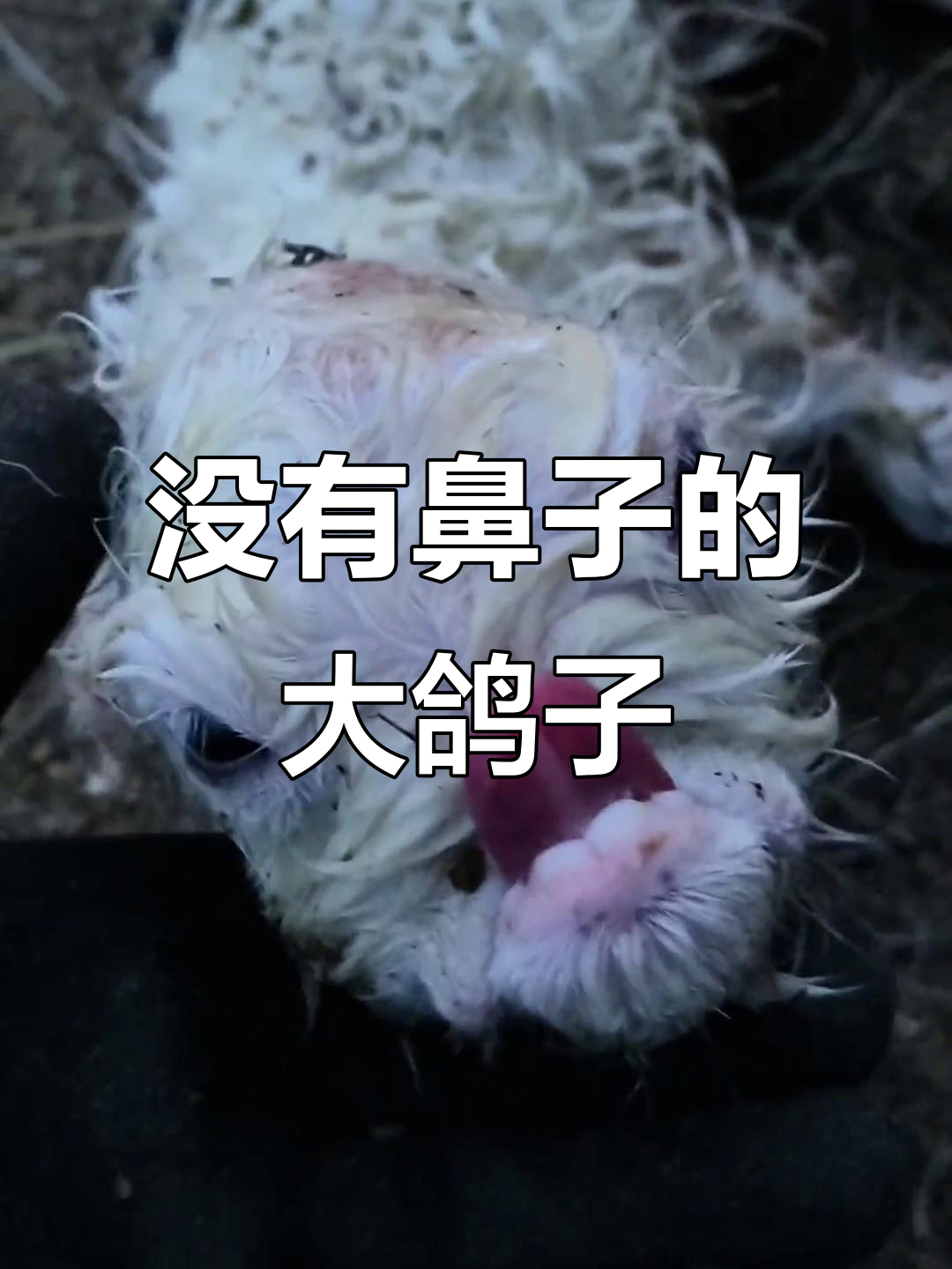 见过没有鼻子的鸽子吗?脑袋大得离谱,真是怪胎!