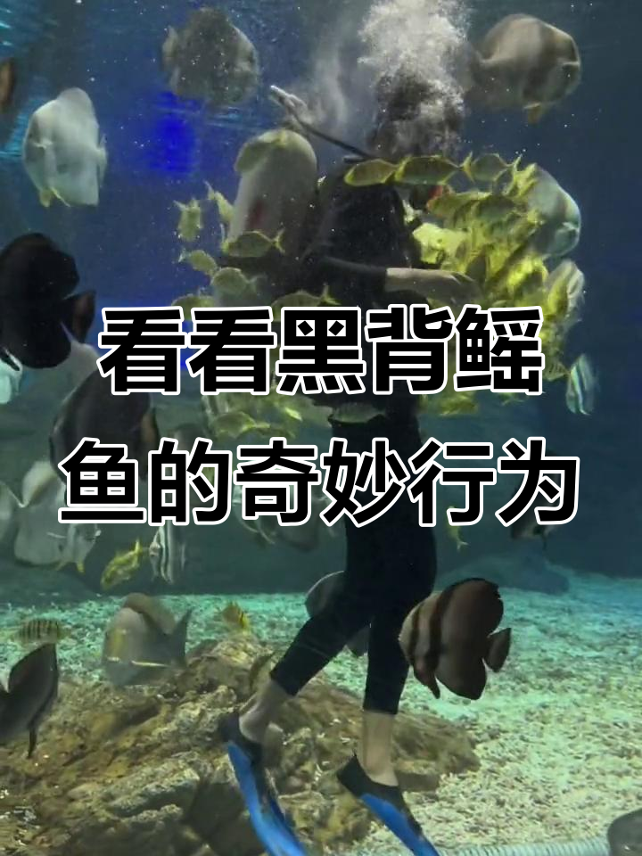 黑背鳐鱼在做什么?揭秘冰雪海洋世界的秘密