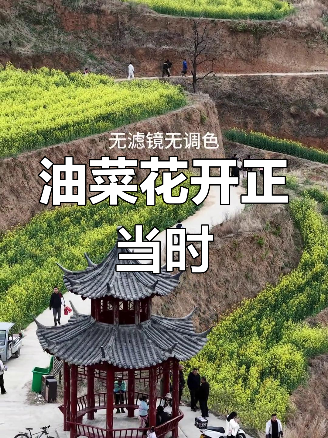 郑州梯田油菜花盛开,周末正是最佳观赏时机
