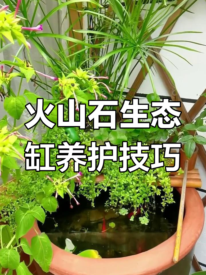 古法养鱼大揭秘:从荷花缸到兰寿,全攻略!