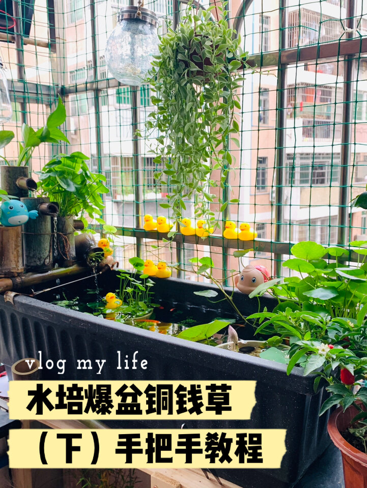 教程|阳台鱼缸水培爆盆铜钱草(下)实操