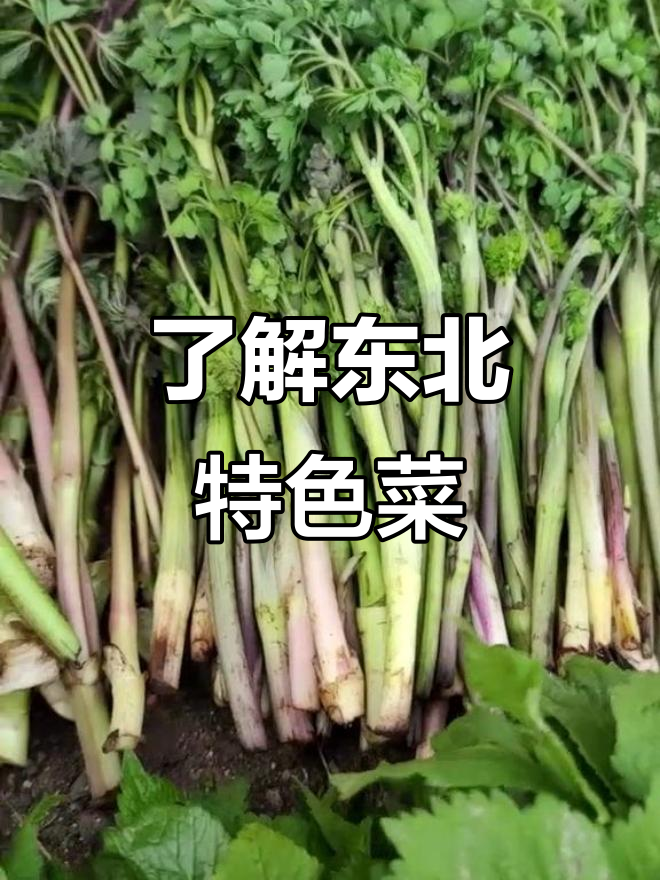 探秘东北大叶芹与纸爪爪,山野菜的独特魅力