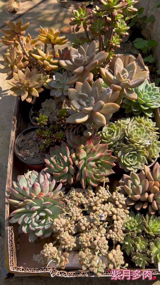 老桩多肉,都是些好养活的品种 露养的多肉 多肉植物养护小常识 多肉老桩