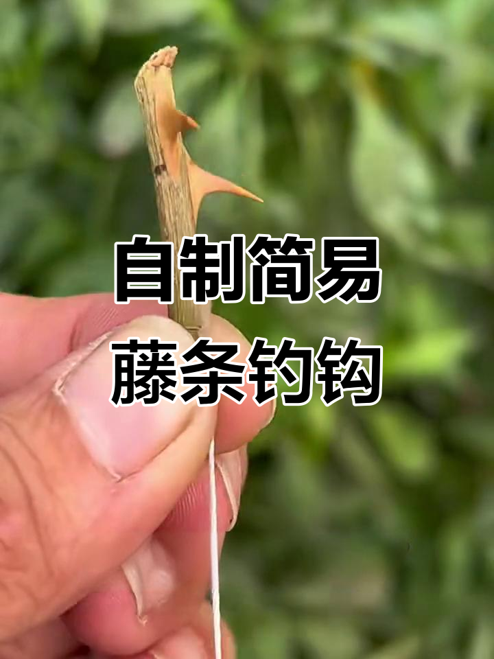 姜太公钓鱼的藤条鱼钩,简单又实用!