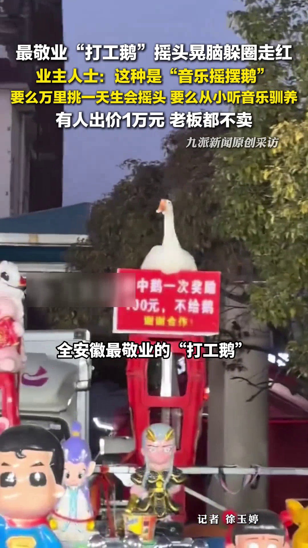 安徽一套圈摊位的大鹅走红，业内人士：鹅听音乐摇摆或因从小驯养