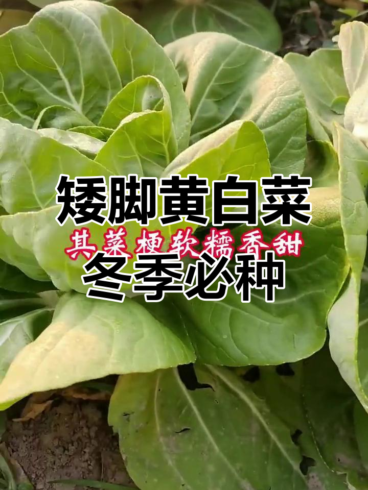 南京特色矮脚黄白菜,口感鲜嫩香甜,秋冬种植最合适