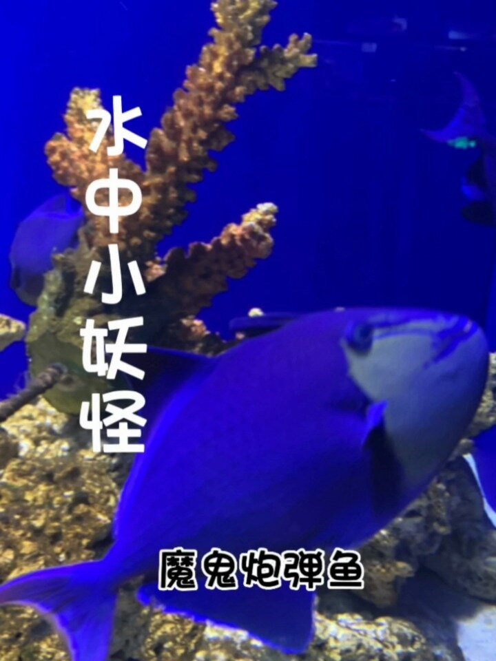 每天认识一条鱼|魔鬼炮弹鱼