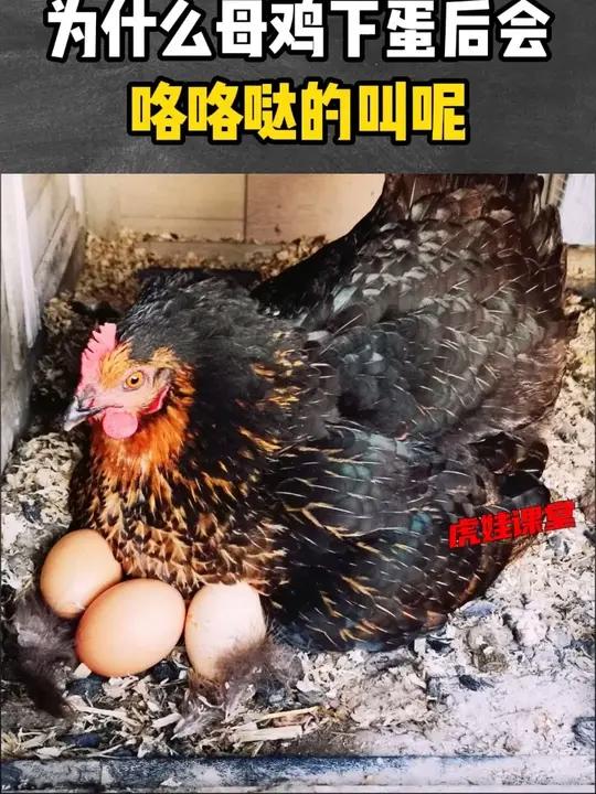 为什么母鸡下蛋后会咯咯哒的叫呢