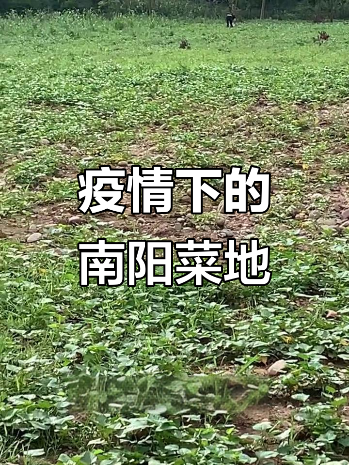 南阳菜地实拍：纯天然绿色蔬菜，自家种植无公害