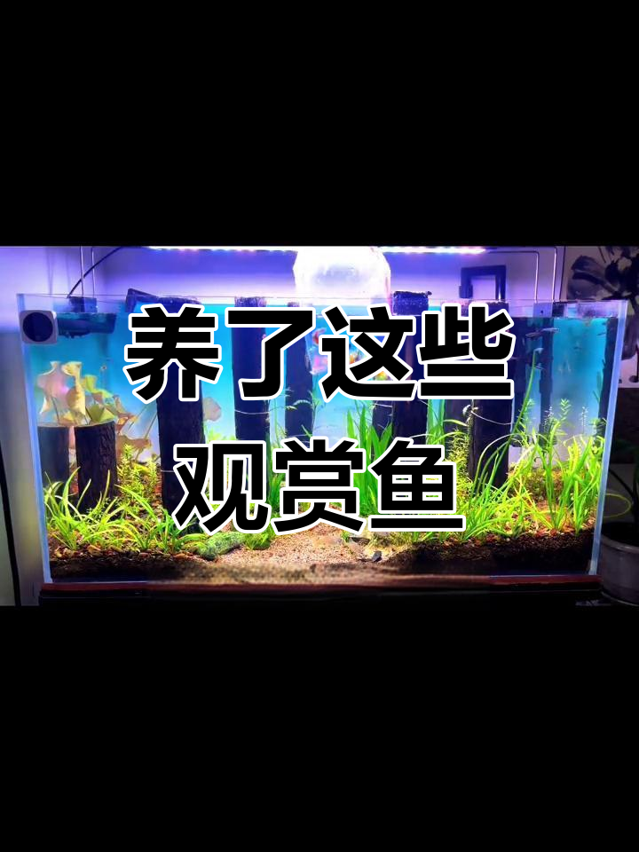 挑战80鱼缸养100种观赏鱼,第一期:买了哪些品种?
