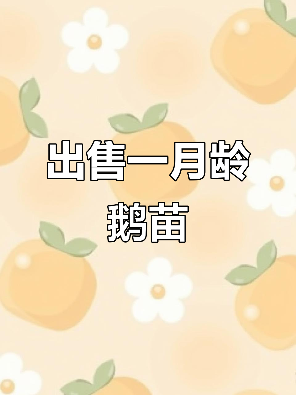 临邑县鲁鸵养殖场:一个月鹅苗出售,助力农村创业