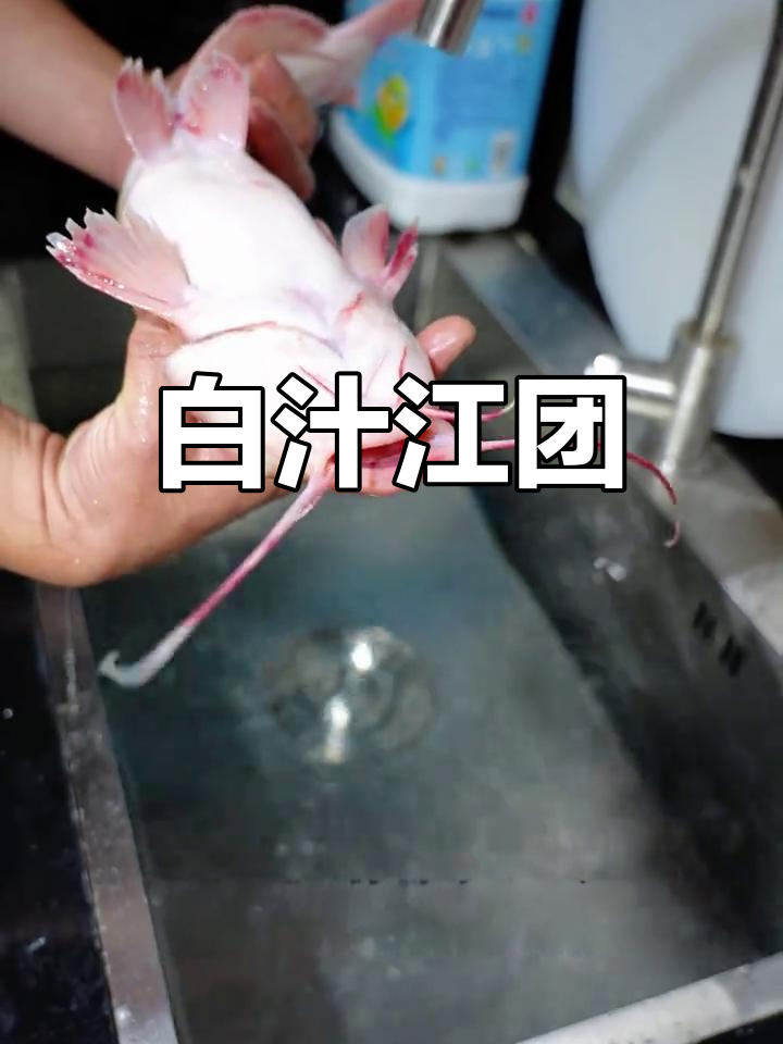 长江流域的鲜美鮰鱼,白汁做法保留原味