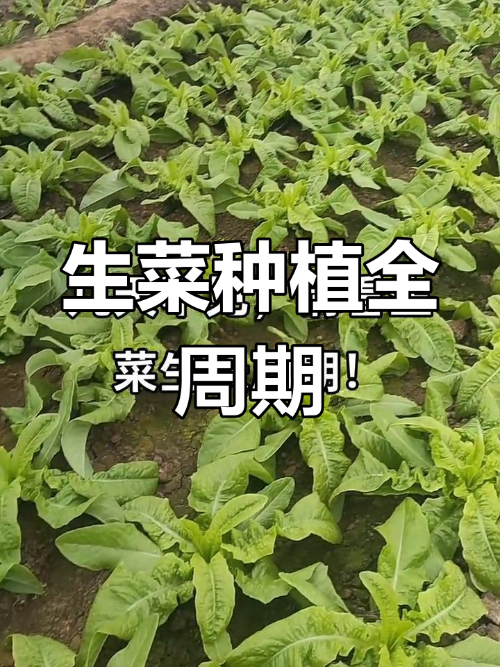 生菜生长全程记录,管理技巧大公开