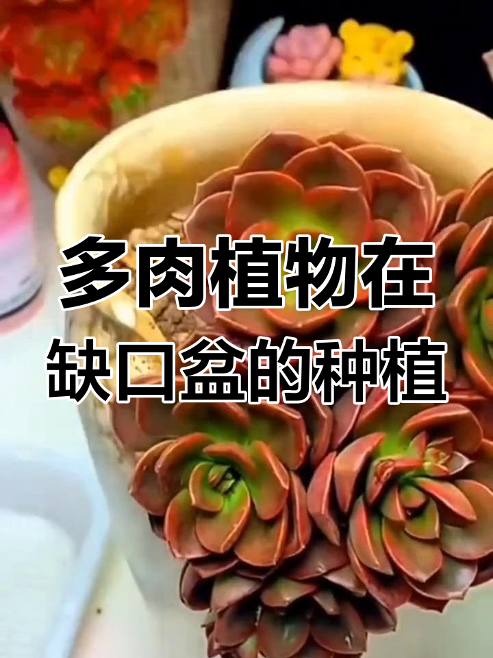 如何在缺口盆中种植多肉植物,轻松掌握养护技巧