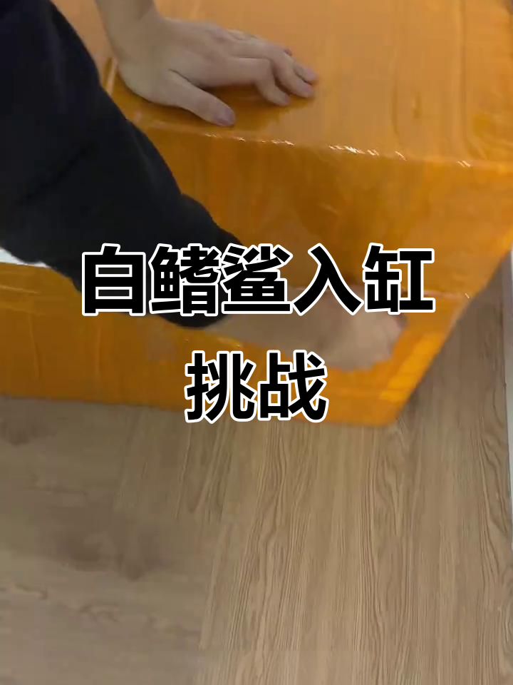 南沙白鳍鲨空运到货,挑战一米五缸养四条鲨鱼成功