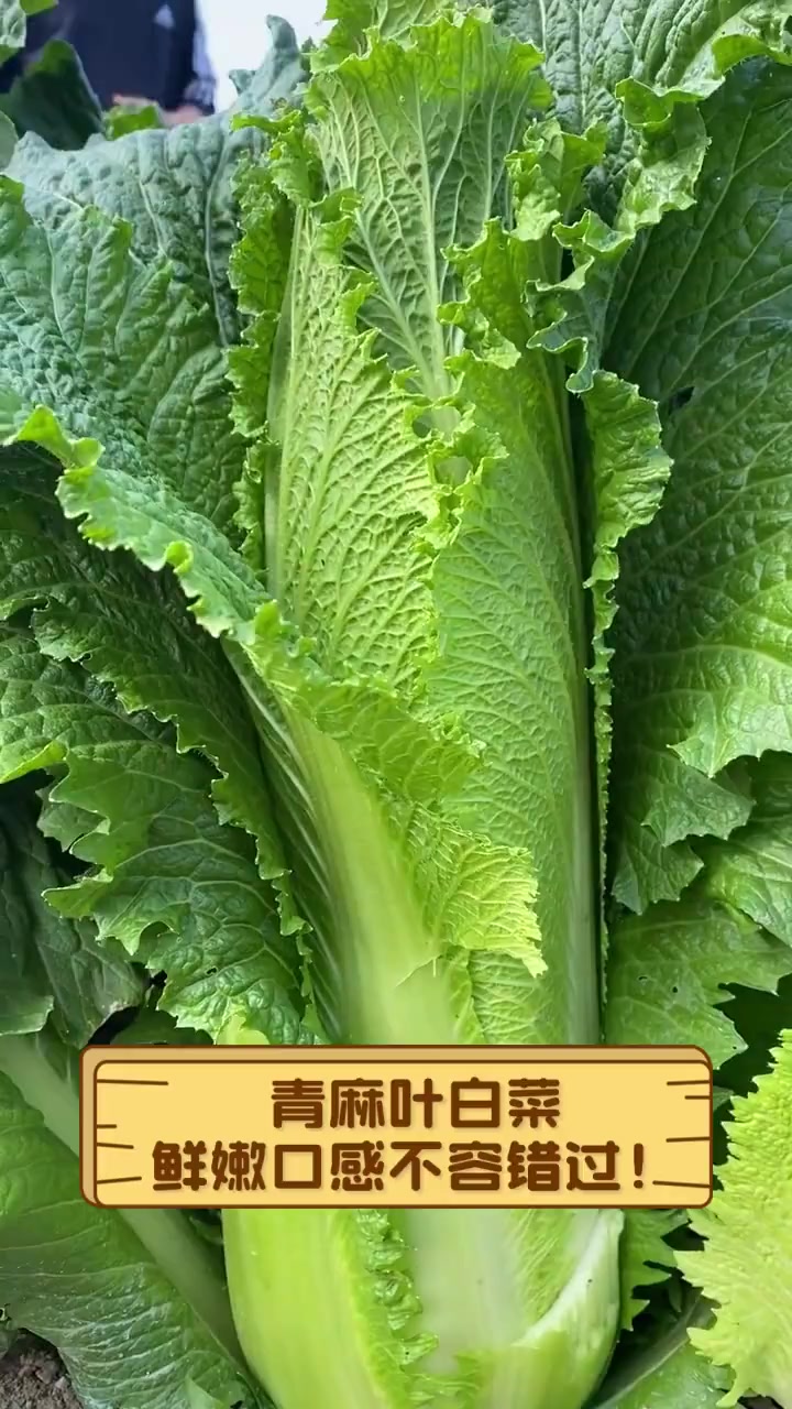 青麻叶白菜,鲜嫩口感不容错过!