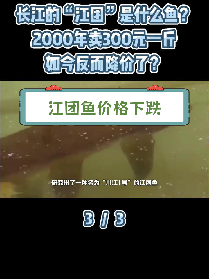 江团鱼为何降价?人工养殖崛起