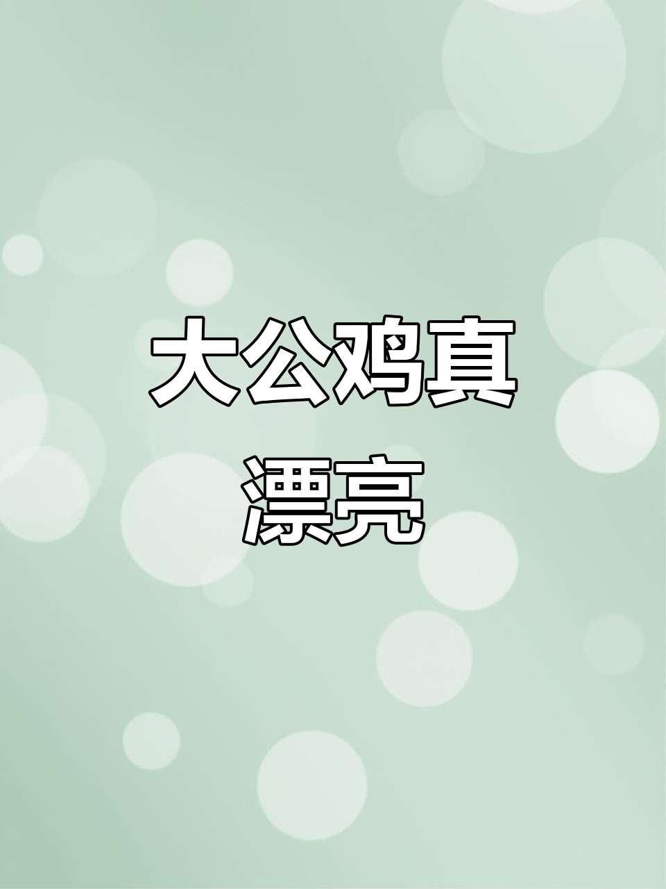 公鸡公鸡真美丽,大红冠子油亮脖,早教儿歌启蒙动画