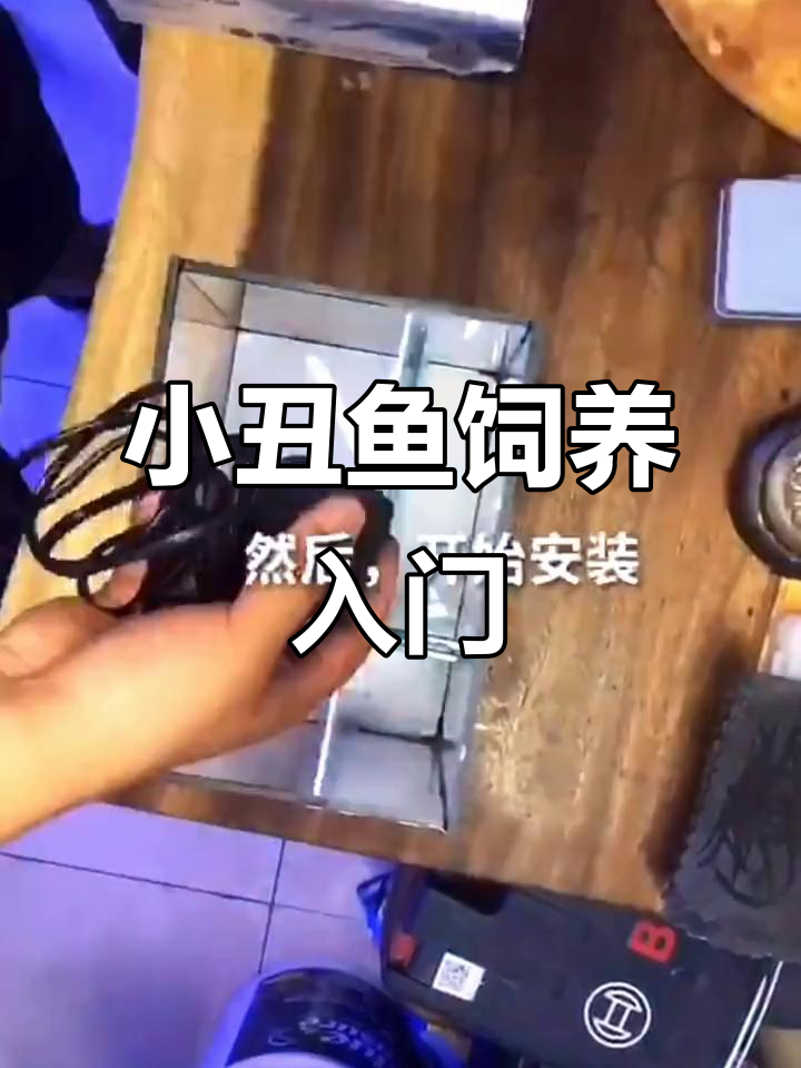 人工小丑鱼养殖全攻略:从桌面鱼缸安装到加水加盐步骤详解